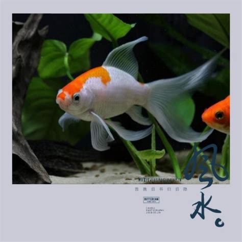 魚缸適合放哪裡|魚缸千萬別這樣擺！養魚風水5大重點